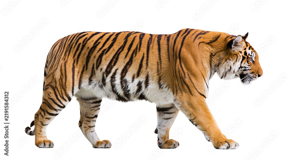 Fototapeta premium Majestic Bengal tiger walking with orange fur and black stripes