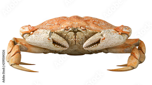 Foto Cooked whole Dungeness crab with orange shell and large claws