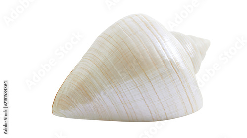 Quadro su tela Smooth cream and beige spiral seashell with delicate texture