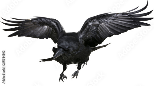 Large black raven flying with wings spread wide in mid-air