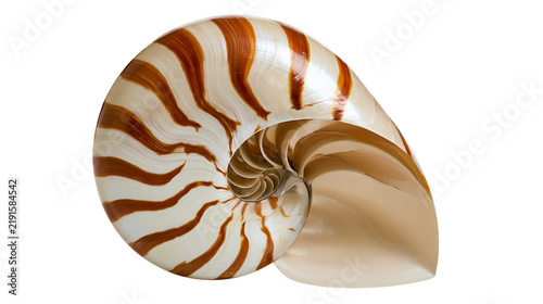 Fotografía Polished chambered nautilus shell with brown and white spiral stripes