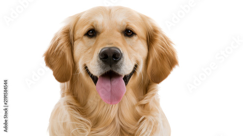 Fotografía Golden Retriever dog portrait with happy expression and tongue out