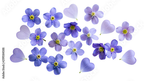 Принти на полотні Blue forget-me-not flowers and heart shaped petals arranged in a collection