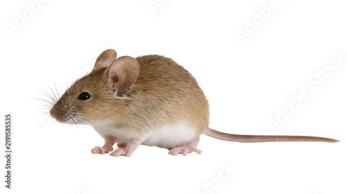 Fotografía Small brown house mouse with white belly and long tail