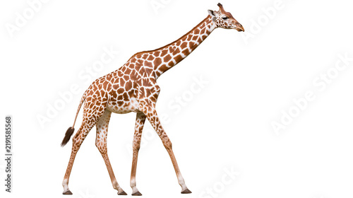 Full body side view of a tall adult giraffe walking with patterned brown fur