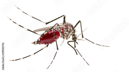 Canvastavla Aedes aegypti mosquito with blood-filled abdomen and striped legs