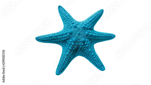 Obraz na plátně Vibrant blue starfish with textured bumpy surface and five pointed arms