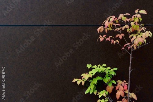 Modern black wall background with autumn foliage landscaping