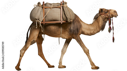 Cuadro en lienzo Dromedary camel carrying heavy burlap sacks on a wooden pack saddle