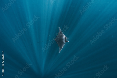 View of a manta ray swimming through deep blue water with sun rays penetrating the surface in the Gulf of California, La Ventana, Baja California Sur, Mexico.