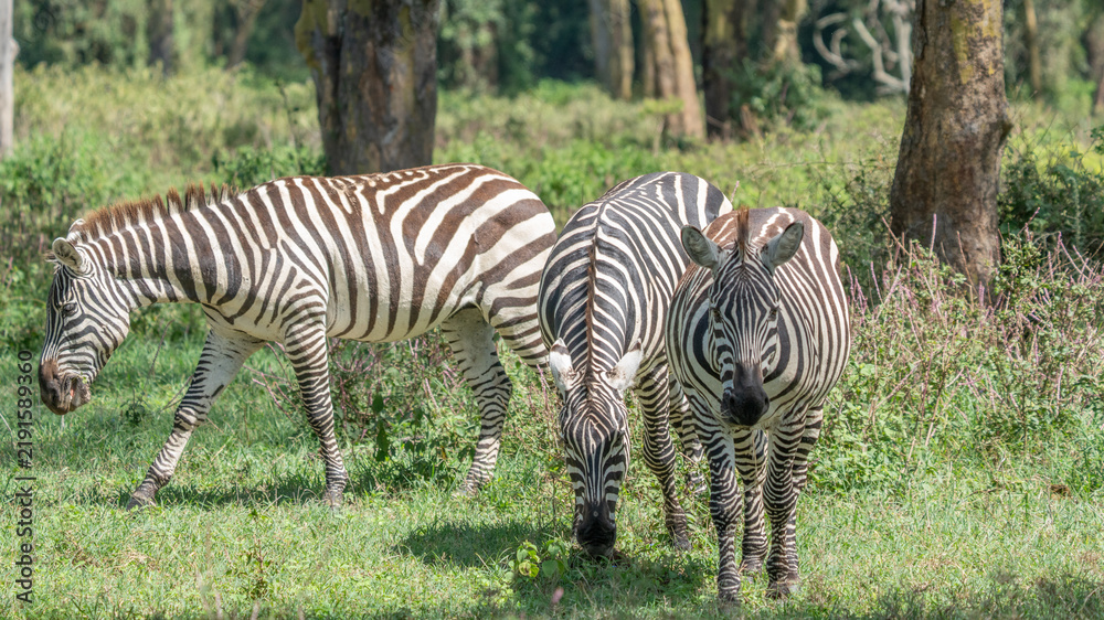 Obraz premium Full body portrait of a wild zebra standing in a bright green grassy savannah habitat with wildlife