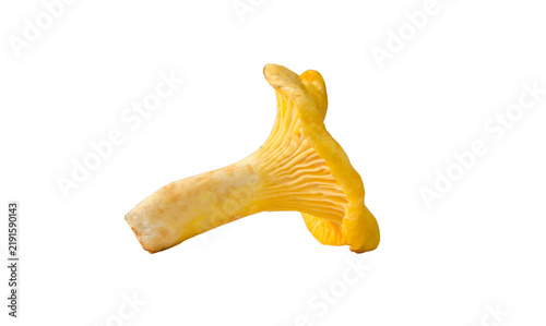 Canvastavla Fresh yellow chanterelle mushroom with distinctive wavy cap and ridged underside isolated on transparent background
