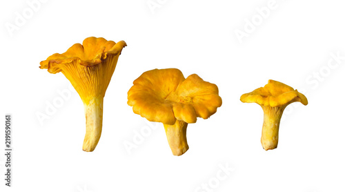 Bild auf Leinwand Fresh yellow chanterelle mushroom with distinctive wavy cap and ridged underside isolated on transparent background