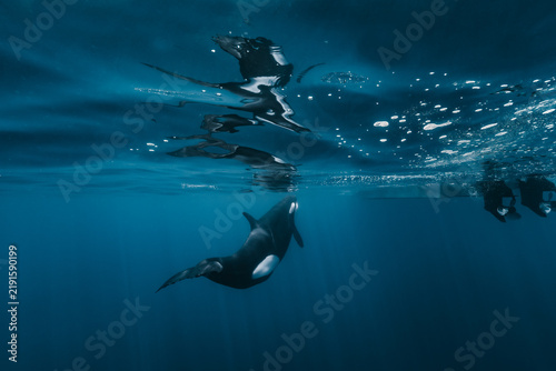 View of an orca swimming underwater in the Gulf of California near the surface with its reflection visible and boat propellers nearby in La Ventana, Baja California Sur, Mexico.