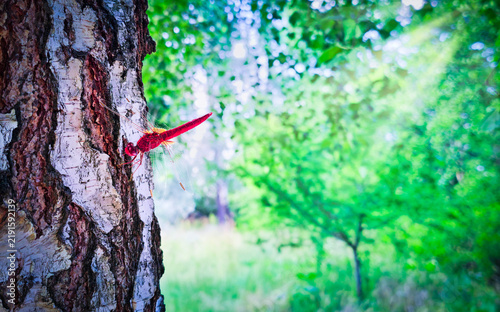 Dragonfly sitting on the birch stem in sunlight