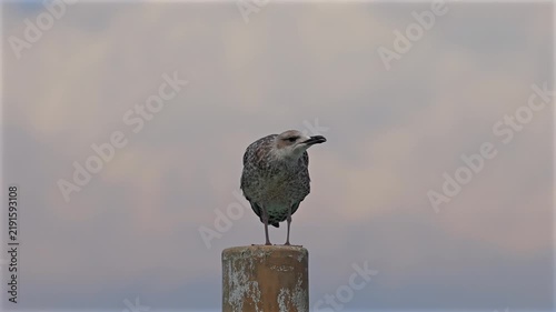 gabbiano giovane fermo sopra un palo in un ambiente di mare in Italia, di giorno, in estate, natura e fauna selvatica