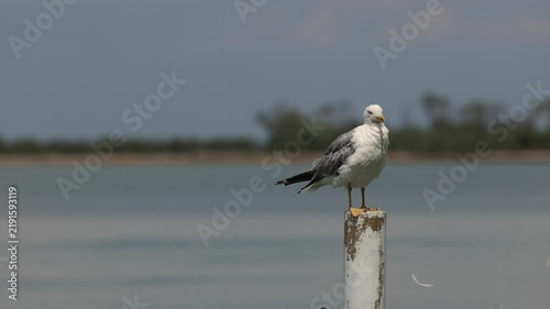 gabbiano adulto mentre si pulisce le piume fermo sopra un palo in un ambiente di mare in Italia, di giorno, in estate, natura e fauna selvatica