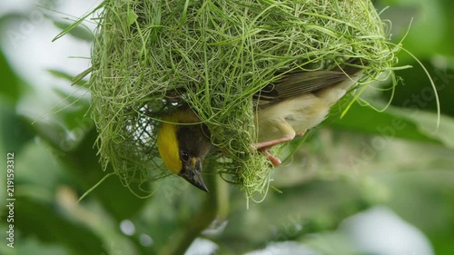 Male Baya Weaver emerges from the entrance of its woven hanging nest, revealing the bird and intricate grass construction in a natural setting.