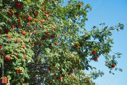Jarząb pospolity, jarzębina, jarzębina jadalna,jarząb zwyczajny,Sorbus aucuparia L.