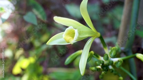 vanilla flowers that bloom in the morning