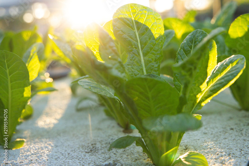 Romaine lettuce growing in hydroponic tray on bench and catching low-angle sunlight with lens flare