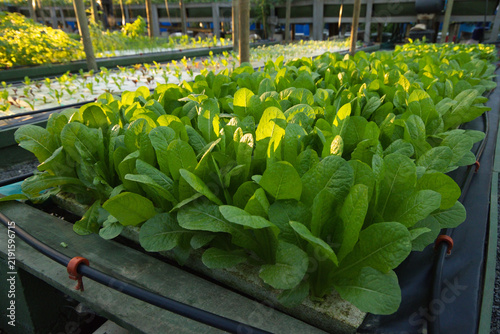 Green lettuce plants are growing densely in raised trough inside covered nursery, with drip tubing