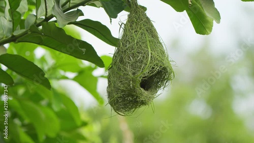 Wide view of a hanging Baya Weaver nest suspended among green leaves, showing the natural habitat and distinctive retort-shaped nest design.