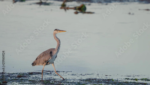Obraz na płótnie Grey Heron walking tidal mudflats at Stanpit Marsh