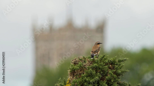 Принти на полотні Northern Wheatear on gorse top, church tower behind