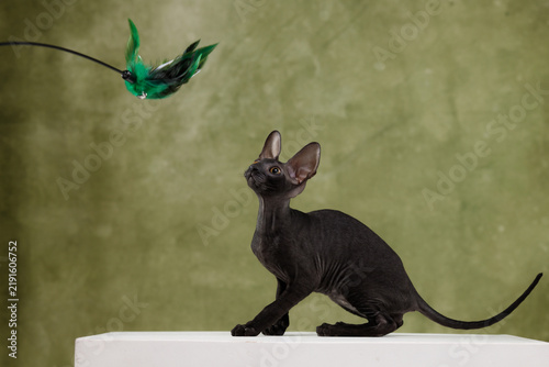 Konstfotografi Cute black cornish rex cat looking at green feather toy teaser wand olive green