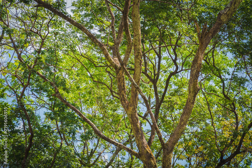 Fototapeta premium Dense green forest trees with lush natural foliage background