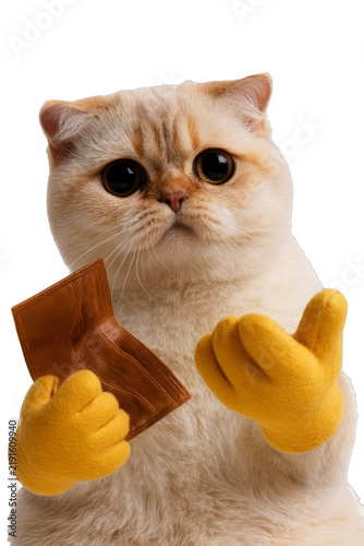 Cute Cat Holding Wallet with Yellow Paws Isolated