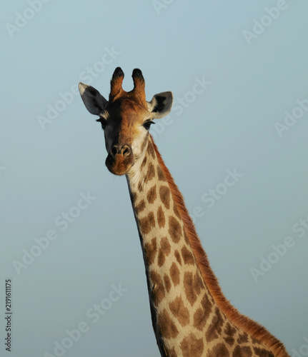 Photography Giraffe portrait against clear blue sky in African savanna