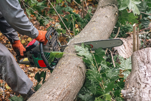 Chainsaw cut fallen tree in forest after storm. Hands in gloves sawing through trunk with chainsaw.