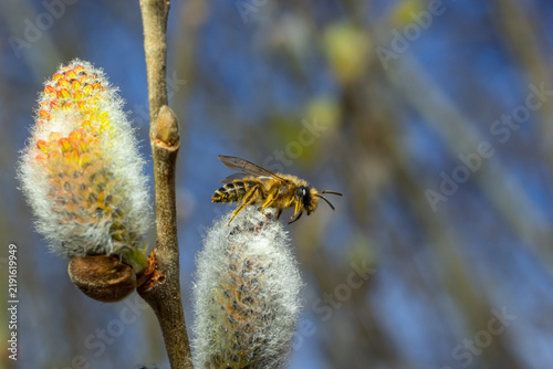 A bee on a branch of a blooming willow