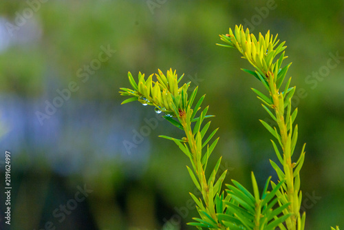 Quadro su tela Young green yew tree sprouts with water drops on needles close up in a garden