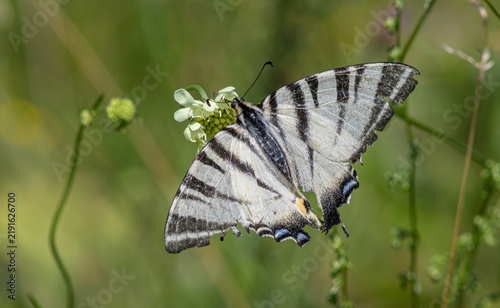 Bild auf Leinwand Scarce Swallowtail butterfly perched on a flower in a lush green meadow under so