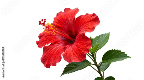 Vibrant Red Hibiscus Flower with Green Leaves Isolated on White Background