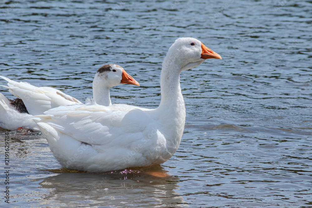 Obraz premium Domestic geese wade calmly in clear water under bright sunlight at a picturesque lake setting in early summer