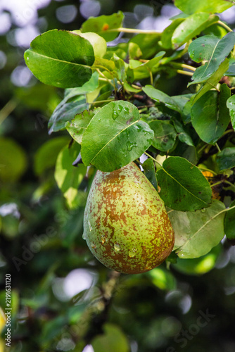 Ripe green pear with water drops hanging on a tree branch among green leaves close up

