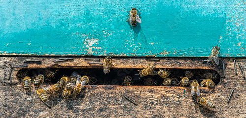 Western honey bees gather around hive entrance at sunset showcasing their essential role in pollination and ecosystem support