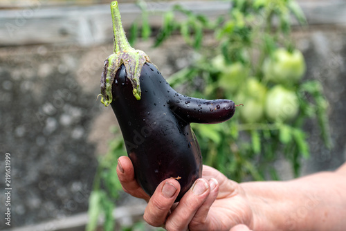 Foto Funny aubergines in a vegetable garden, homemade zero waste ugly food