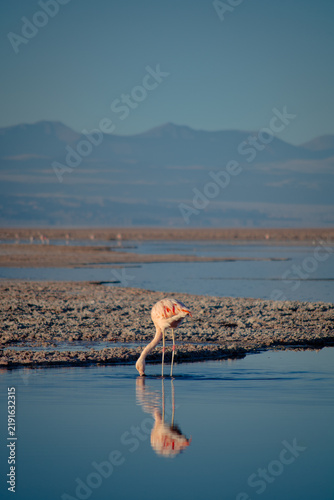 Flamingo standing in the Atacama Salt Flats