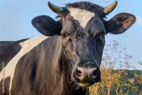 Fotografía Close-up of a black and white cow grazing in a sunny field during the afternoon