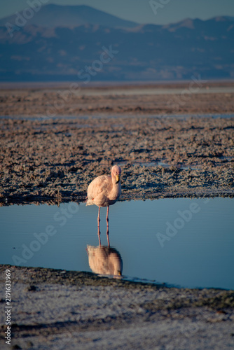 Flamingo standing in the Atacama Salt Flats