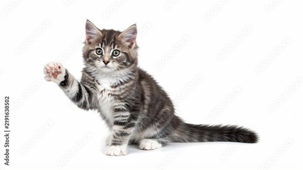 Fototapeta premium Scottish Fold and British Shorthair Cats Sitting Together Isolated on White Background Cute Fluffy Domestic Kittens Portrait