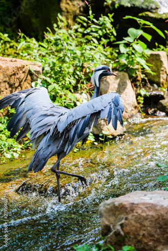 Bild auf Leinwand A hooded crane spreading its wings and swimming upstream in the middle of the st
