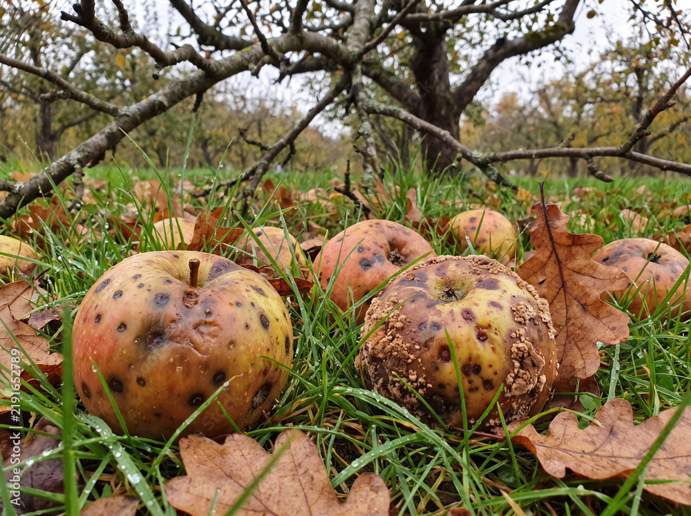 Obraz premium Fallen apples decaying on grass in an orchard, showing natural decomposition and waste after harvest season