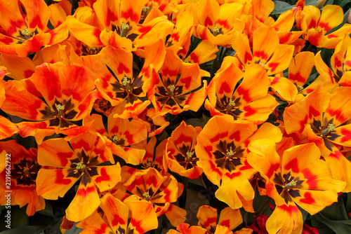Photography Top view of vibrant orange tulip field blooming in spring garden, beautiful fie