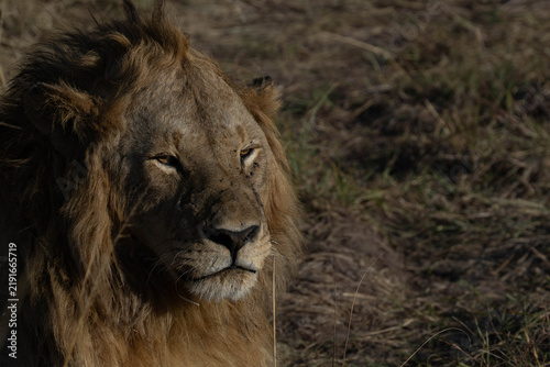 Canvas Print Lion King